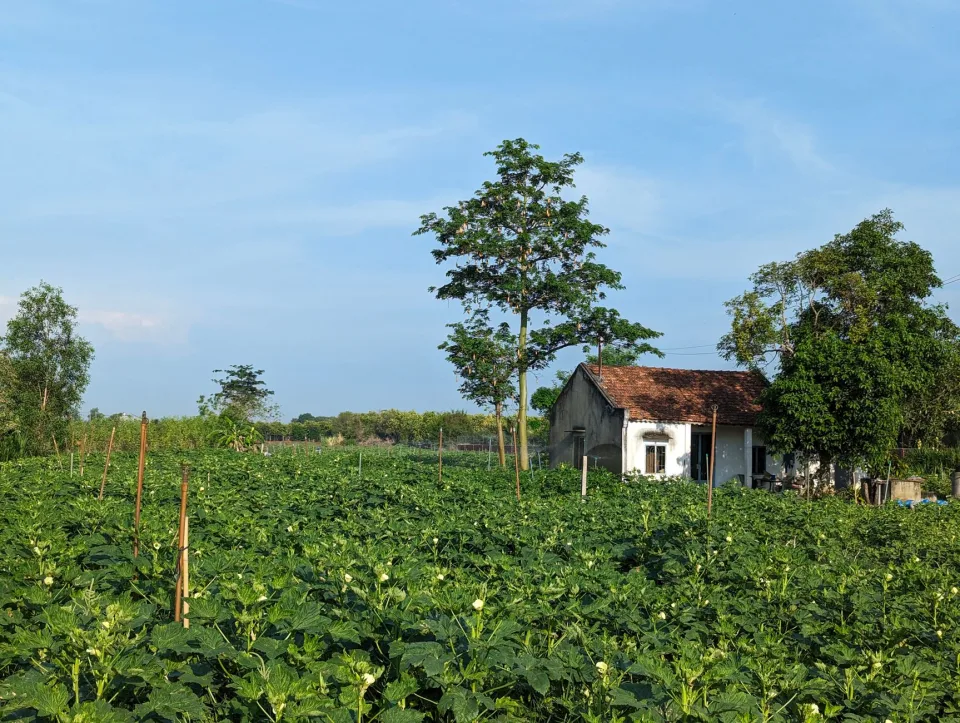 Cây ăn trái bị sâu bệnh — sau khi xử lý, lá xanh trở lại